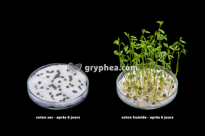 Germination des lentilles - action de l'eau (2) - gryphea.org